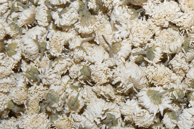 Camomille romaine